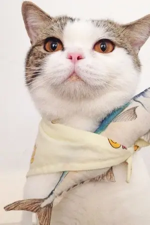 ปกนิยาย ปลากินแมว #มาร์คแบม