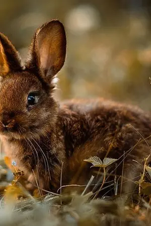 ปกนิยาย : เจ้ากระต่ายของผม! :