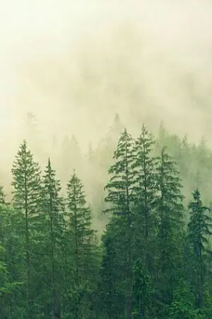 ปกนิยาย identity v robbie x servant ยัยเด็กนิรนาม