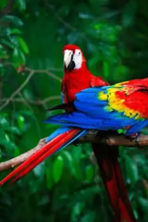 ปกนิยาย คุณหมอผู้รักสัตว์