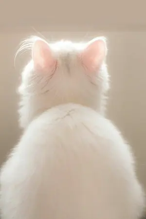 ปกนิยาย ราชาขอจันทร์ [yaoi]