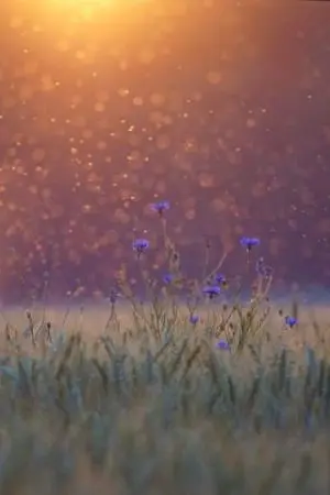 ปกนิยาย PLEASE:)