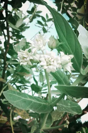 ปกนิยาย มาลัยดอกรัก || jaedo