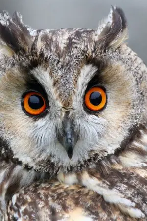 ปกนิยาย อาจารย์ฮูก (Yaoi){3P}