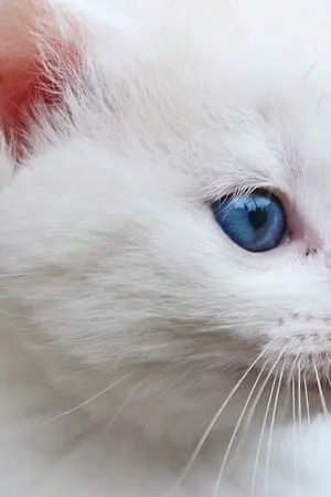 ปกนิยาย #บันทึกของไอโอ้น (haeno nct)