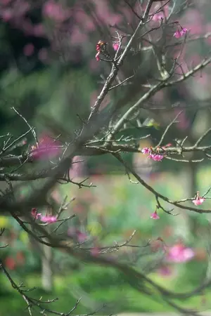 ปกนิยาย วาสนารักนี้ข้าคือผู้เลือก