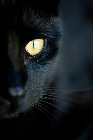 ปกนิยาย [ Jujutsu Kaisen ] × Oc