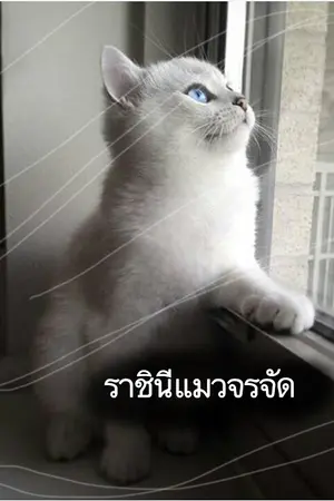 ปกนิยาย ราชินีแมวจรจัด