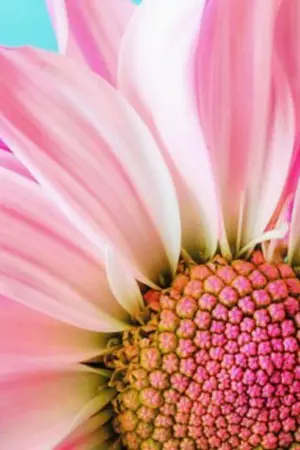 ปกนิยาย Love Like to you.  , Niorb