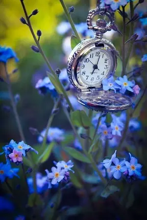 ปกนิยาย Myosotis<<<<Do you remember love ?<<<<