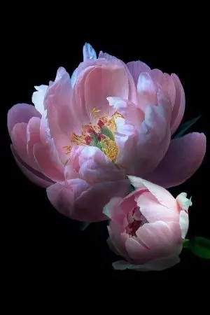 ปกนิยาย ลำนำลิขิตโบตั๋น