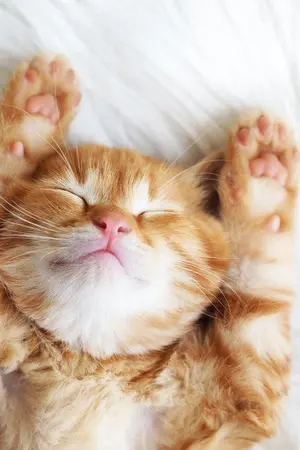 ปกนิยาย วันที่รักทักทาย