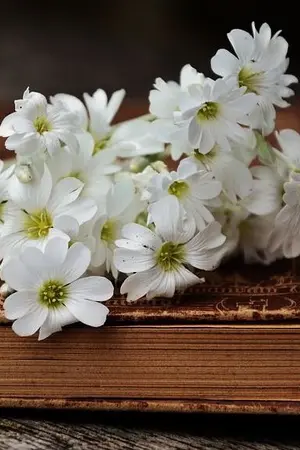 ปกนิยาย พี่หมออินคะ 18+