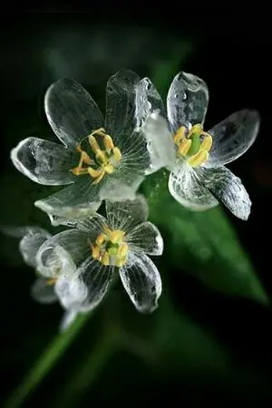 ปกนิยาย [fic Jigokuraku/สุขาวดีอเวจี  ] しおれた花