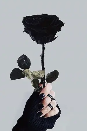 ปกนิยาย Black Rose  กุหลาบที่ร่วงโรย