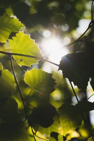 ปกนิยาย นลัฎฐ์สิรัญ l มินโน่