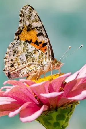 ปกนิยาย โบยบิน