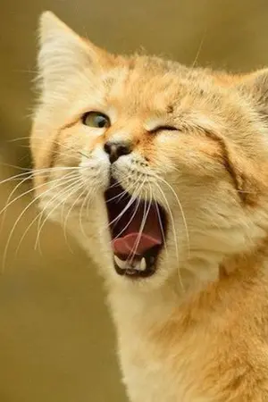 ปกนิยาย ได้โปรดอย่ามาซ่ากับพี่ เพราะพี่มีแบ็คใหญ่มาก!