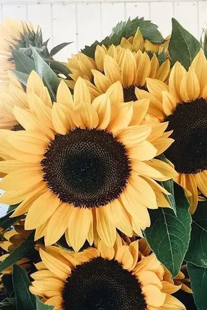 ปกนิยาย [OS/SF] Wanna One