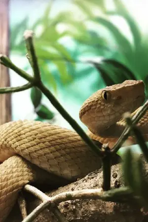 ปกนิยาย [Fic Avengers] Bothrops insularis โกลเด้นแลนซ์เฮดสาว