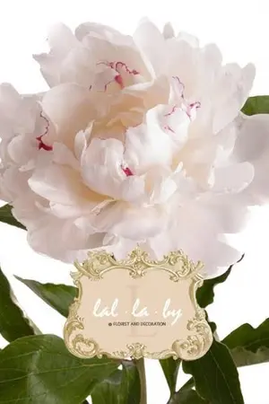 ปกนิยาย ดอกโบตั๋นสีขาว white peony