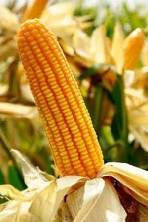 ปกนิยาย ขโมยข้าวโพด [Jaeten]