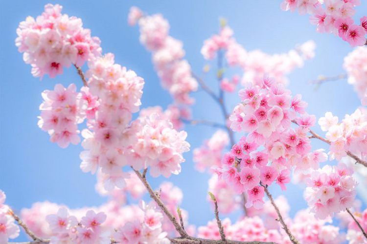 นิยาย SPRING PROJECT | SPRING LOVE : Dek-D.com - Writer