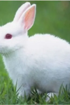 ปกนิยาย THE LAST WORLD