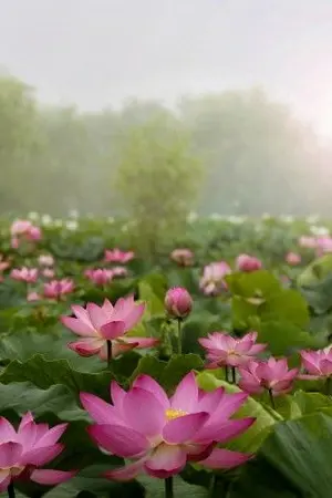 ปกนิยาย บุษบานาทราย