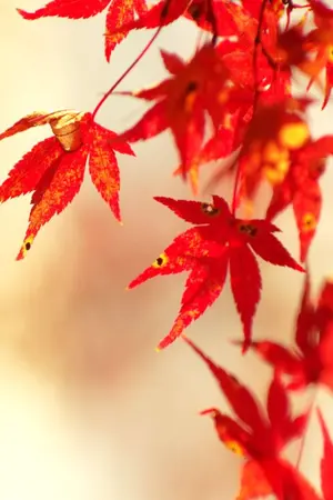 ปกนิยาย [FIC JUJUTSU KAISEN] 輪廻