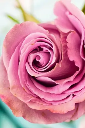 ปกนิยาย สะดุดเส้นพรหมลิขิต