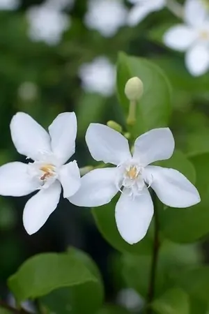 ปกนิยาย รักของคุณพุด