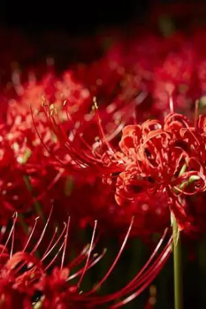 ปกนิยาย fic tokyo ghoul ??? the blood waring