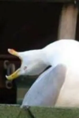 ปกนิยาย fic inazuma eleven orion no kokuin 🕊️ ชานีย์สุดสวย in ดงผู้