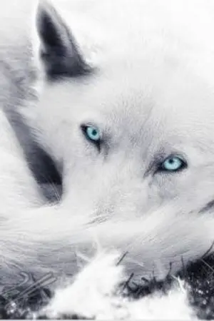 ปกนิยาย [Tokyo revenger] Follow Mr. Dragons. (draken x oc)