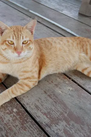 ปกนิยาย ลุ้นรักเดลิเวอรี่