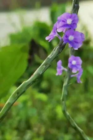 ปกนิยาย อมพะนำรัก