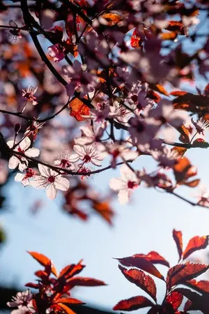 ปกนิยาย The twins secret ความลับฉบับฟุตาโกะ