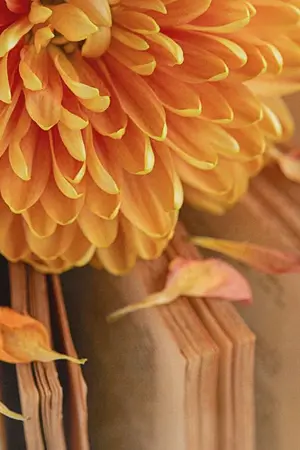 ปกนิยาย พู่ระหง...หลงเล่ห์ ในเซต บุปผชาติมิขาดรัก