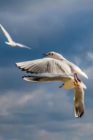 ปกนิยาย แค่(แอบ)รัก