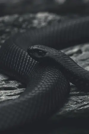 ปกนิยาย Black Viper