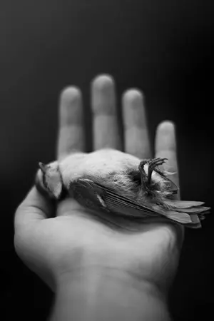 ปกนิยาย His Little Bird (dramione)