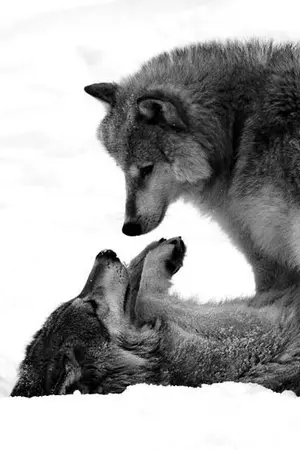 ปกนิยาย Love you mine alpha [รักประชิดโชคชะตา] (exo bts snsd fx)