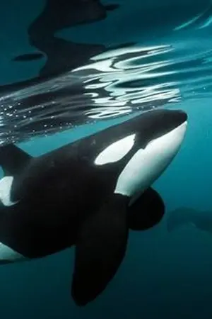 ปกนิยาย (FIC boku no hero academia) 108วิธีหยุดเธอไม่ให้ร้องไห้