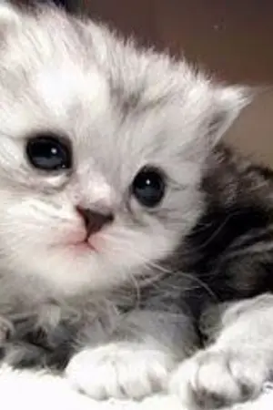 ปกนิยาย Love Is New รักแรกพบ