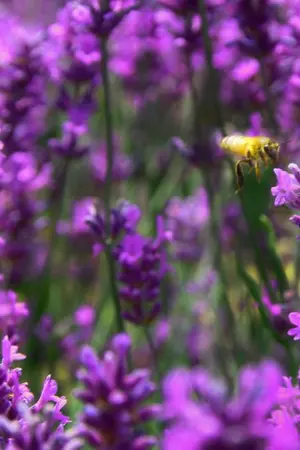 ปกนิยาย หอมกลิ่นเกล้าเกสร