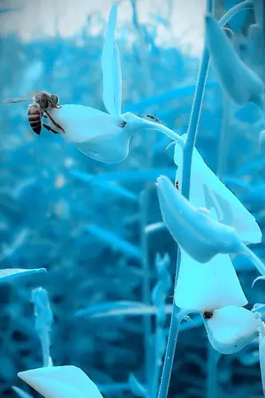 ปกนิยาย ภมรลอยลม