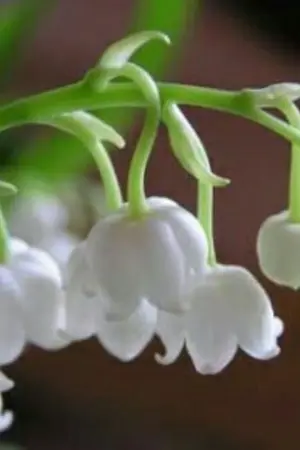 ปกนิยาย [BTS]🌱 Lilly of the Valley 🌱|kookga ft. vmin|#ลิลลี่มยก