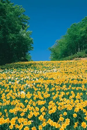 ปกนิยาย รักนี้....ชั่วนิรันดร์ [Lisoo] [BLACKPINK] #ดอกไม้กับลิซู