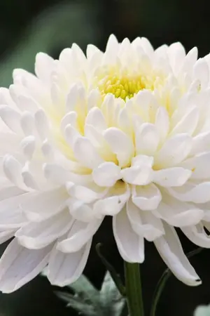 ปกนิยาย [Remember our rainy season]ฤดูฝนของเรา[Yaoi/Harem]